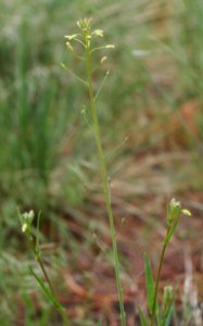 Plants OB 376