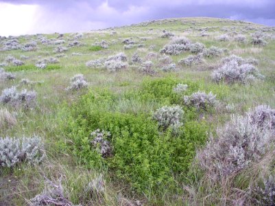Rangeland159