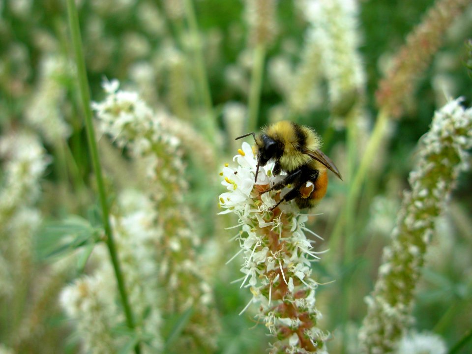 Pollinators0003.tif