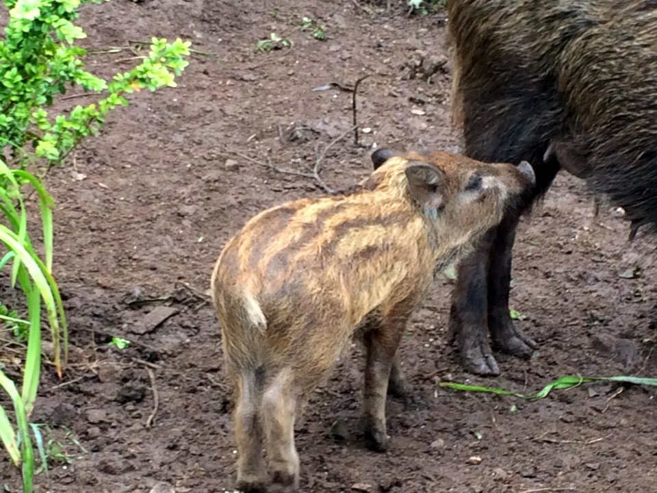Forest of Dean Wild Boar Piglet feeding