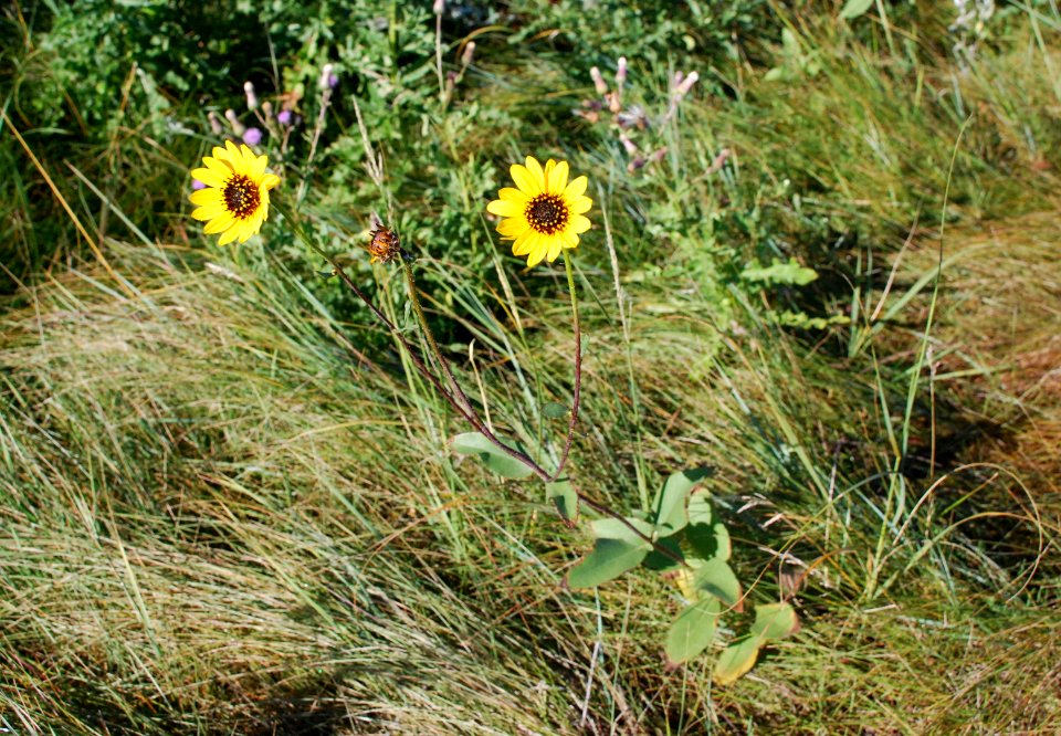 Flowers78