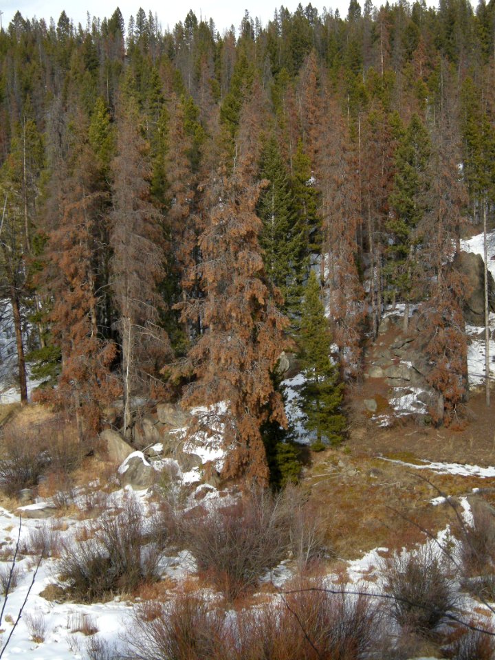 Trees57.jpg