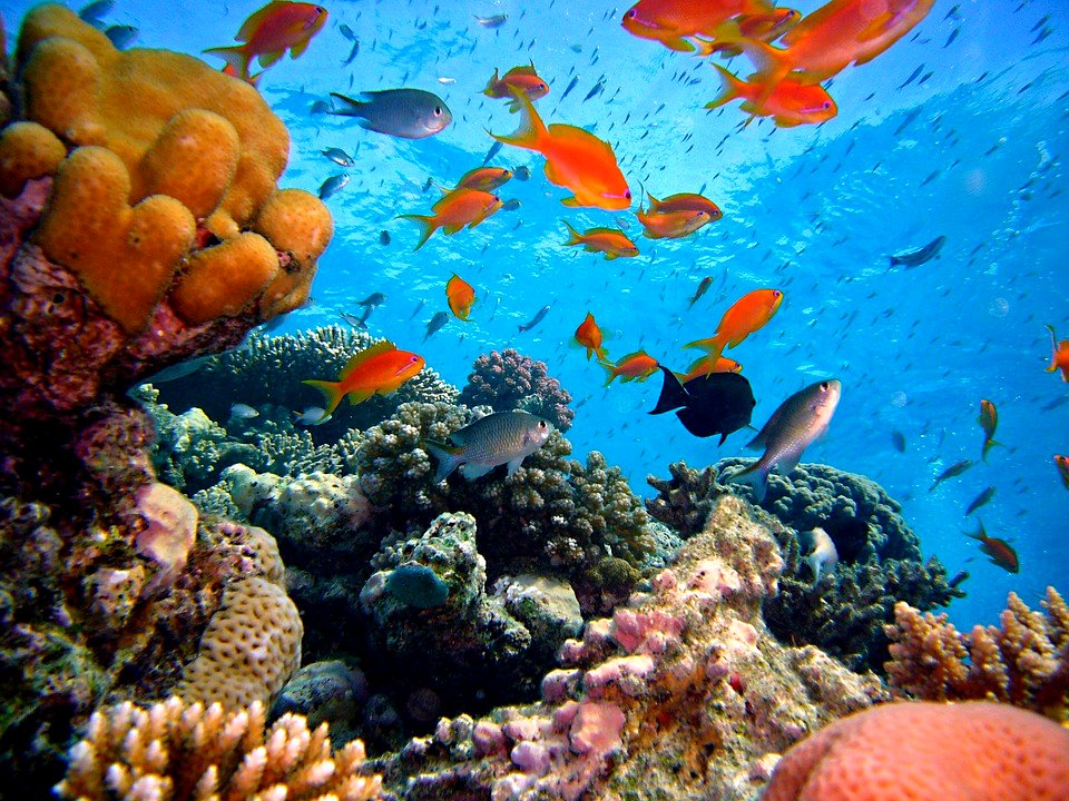 Coral Reef Water Sea Reef Underwater Diving photo