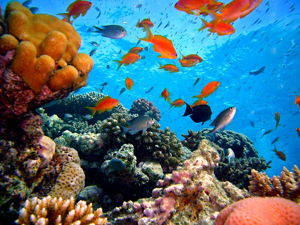 Coral Reef Water Sea Reef Underwater Diving