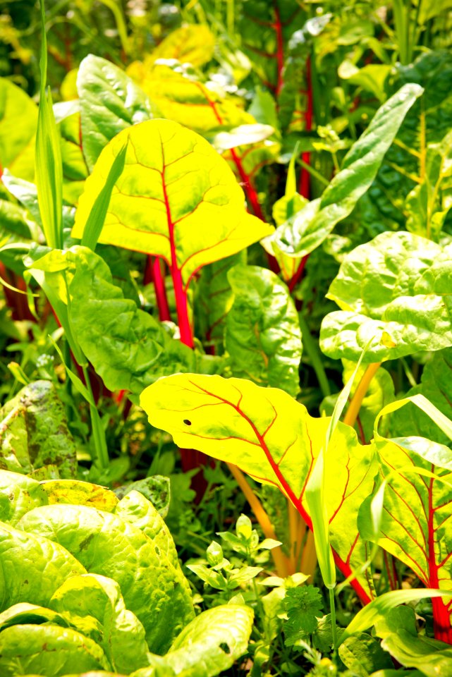 2015 NRCS projects
