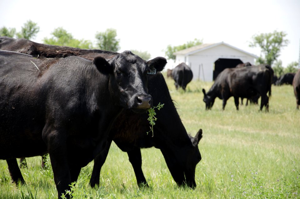 Livestock nr 132