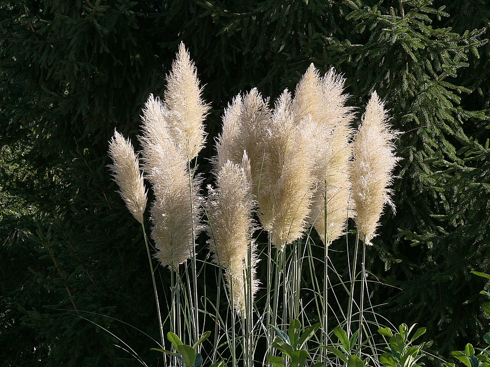Flower nature garden