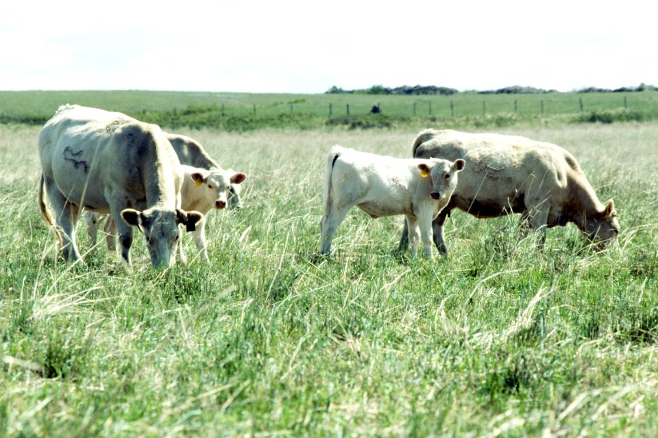 Livestock59.tif