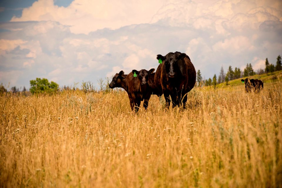 6523 NRCS projects.jpg
