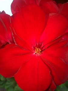 Macro geranium autumn photo