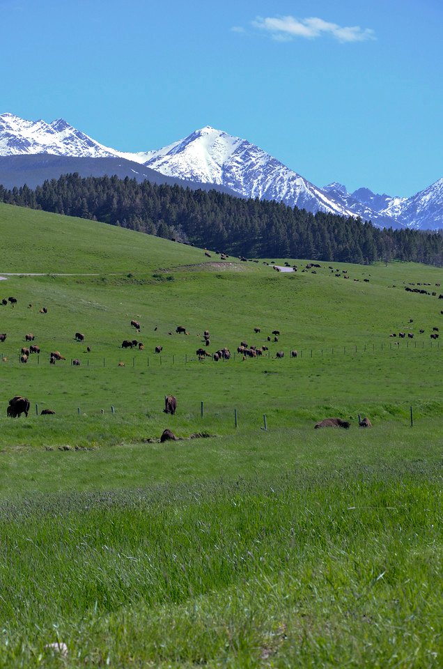 Scenic NR 36