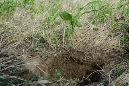 Crop Residue Management NR 29