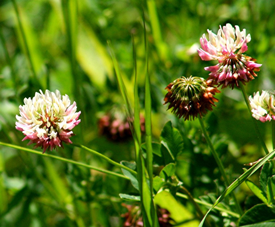 Plants OB 643