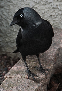 Animals bird black photo