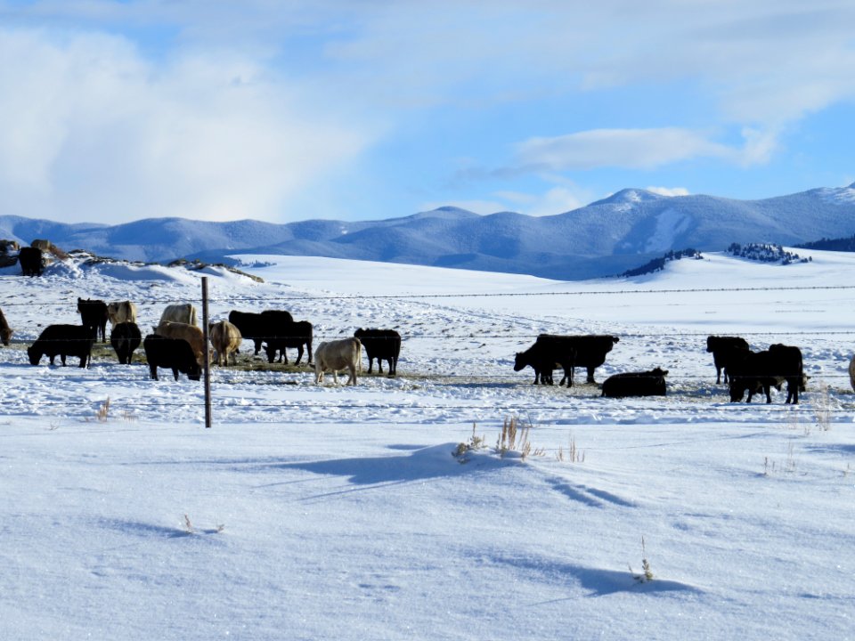 Livestock123