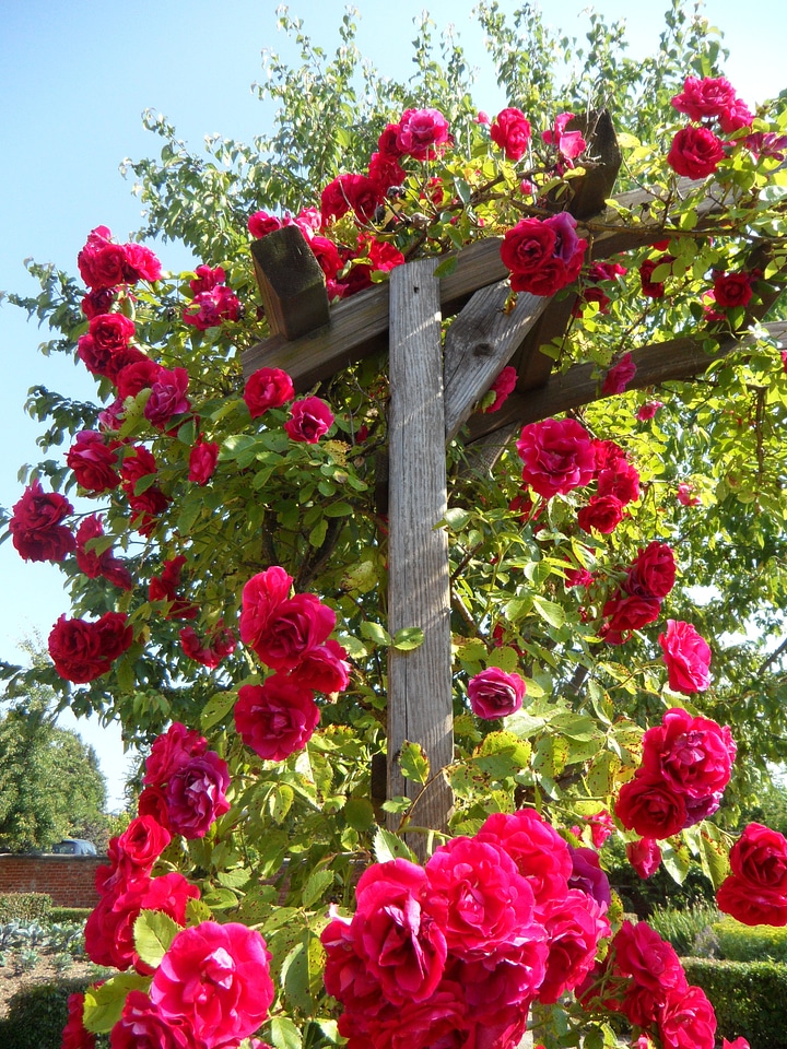 Rose trellis flowers bloom