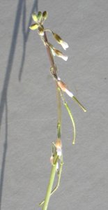 Plants OB 368