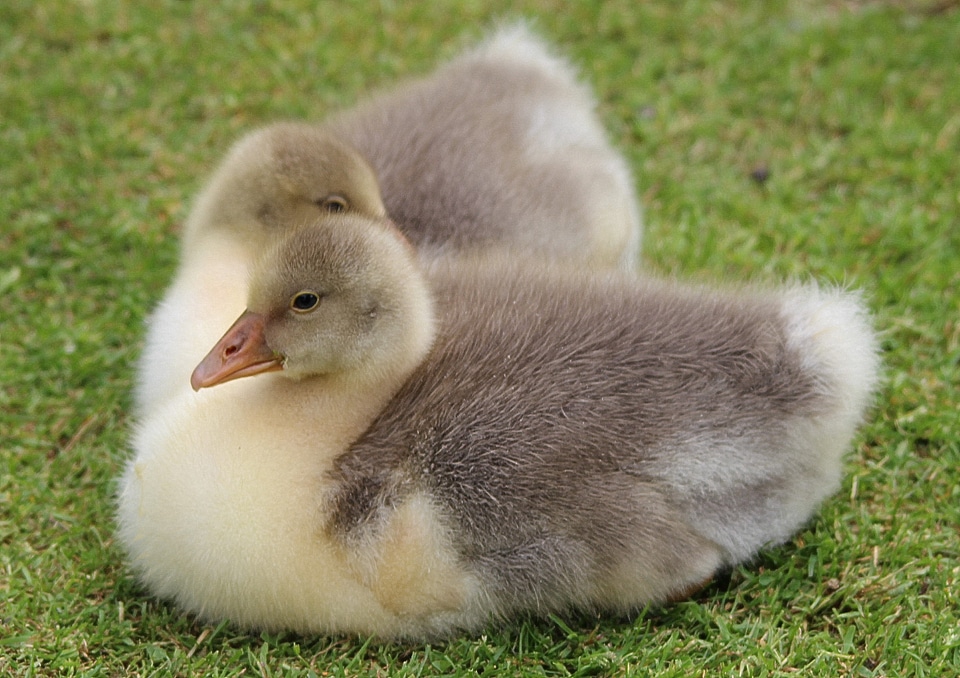 Animals young bird small