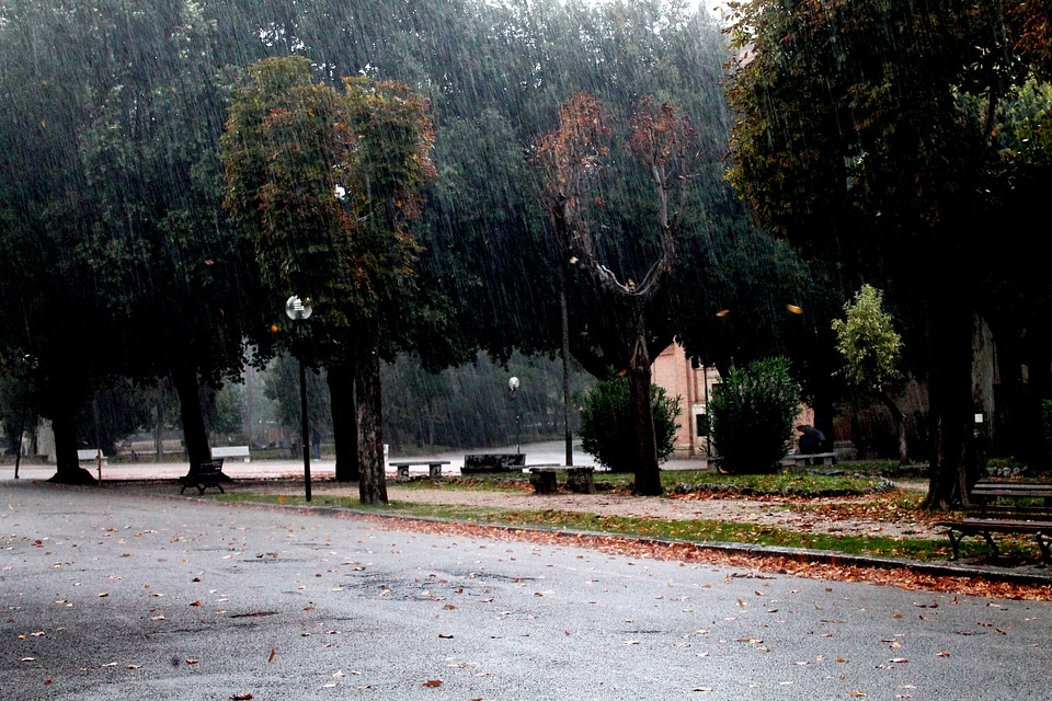 Rain water trees