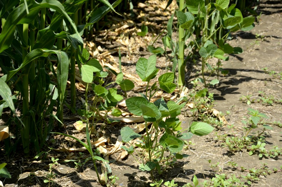 soilhealth011