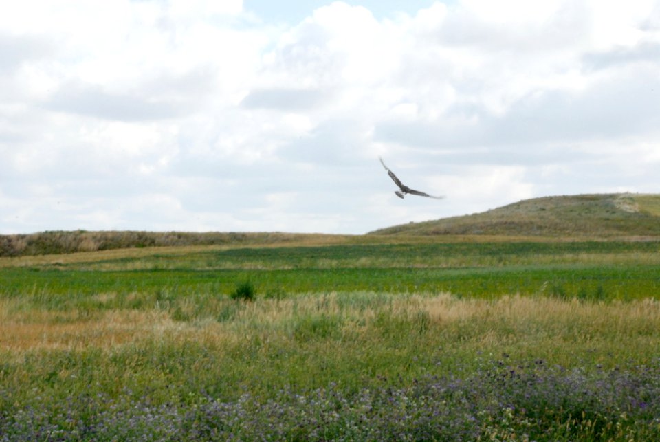 Wildlife DP01.JPG