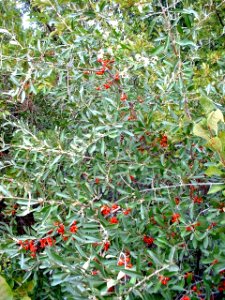 Plants OB 437