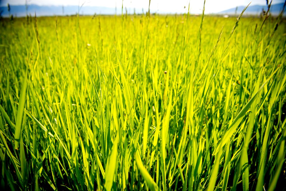 1429 NRCS projects