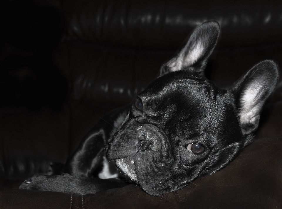 Pet french bulldog puppy