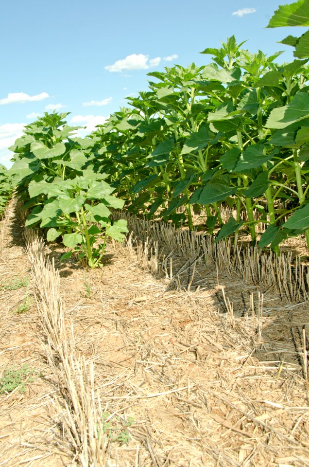 Crop Residue Management NR 09