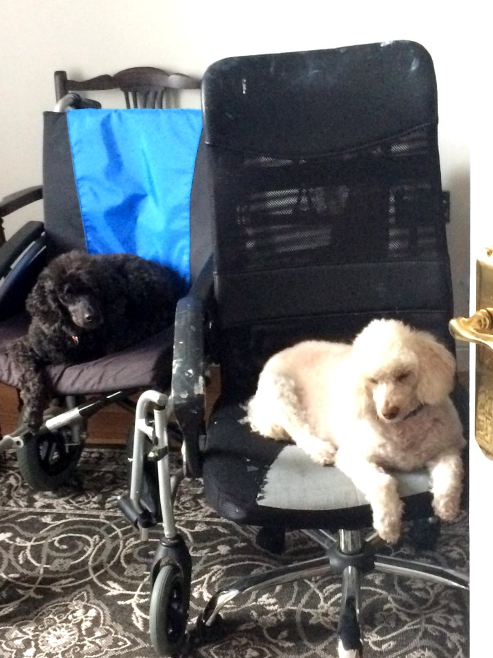 Jasper and Dylan hijacking comfy chairs!