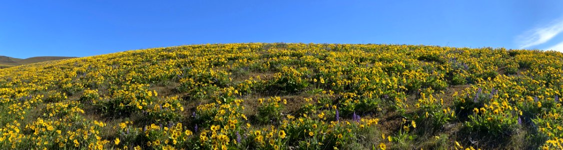 Dalles Mountain Ranch at Columbia Hills in WA