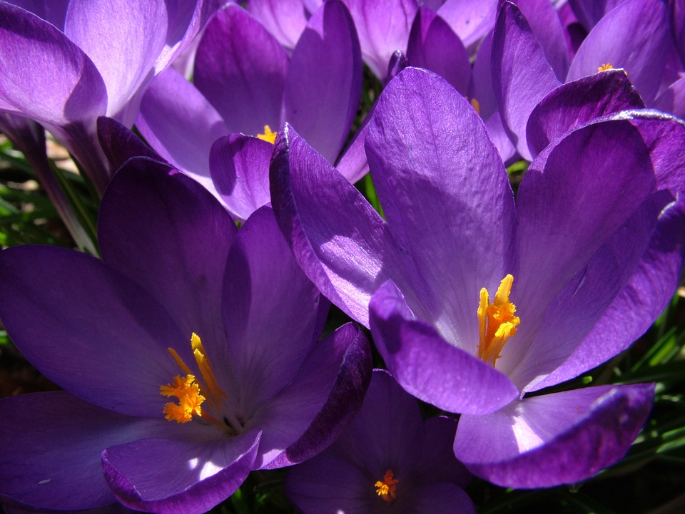 Flower plant violet