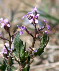 Plants OB 401