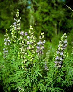 Plants OB 577