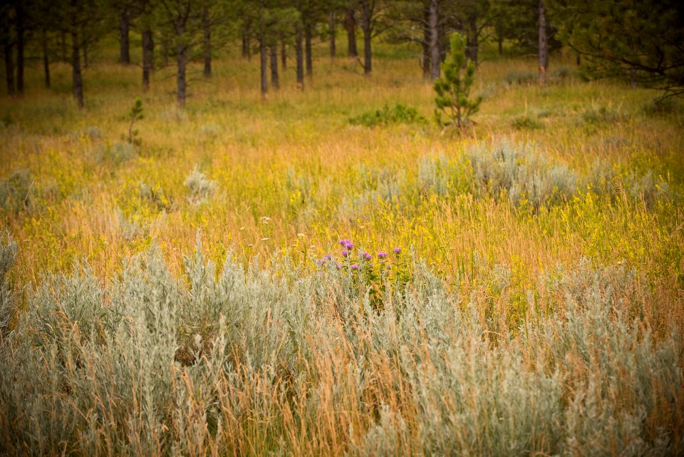6293 NRCS projects.jpg