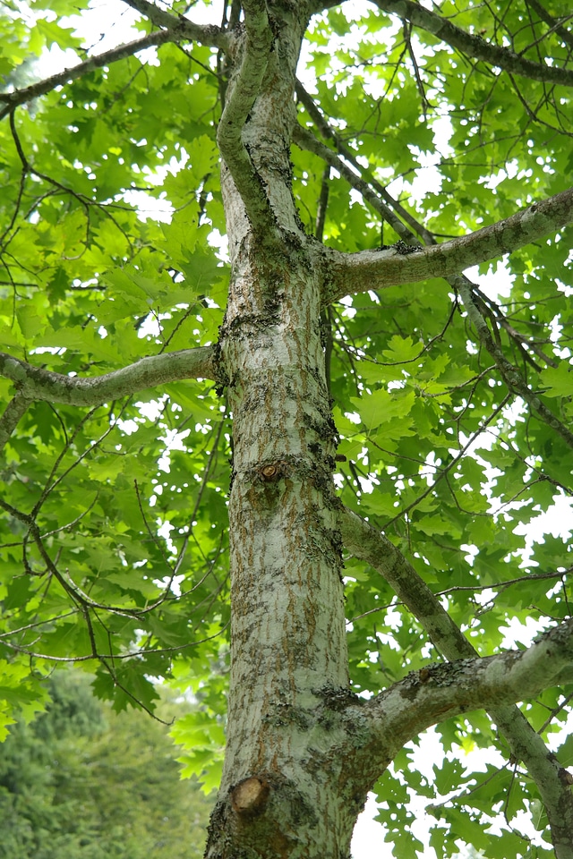 Tree aesthetic branches