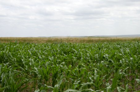 Crops nr 58 photo