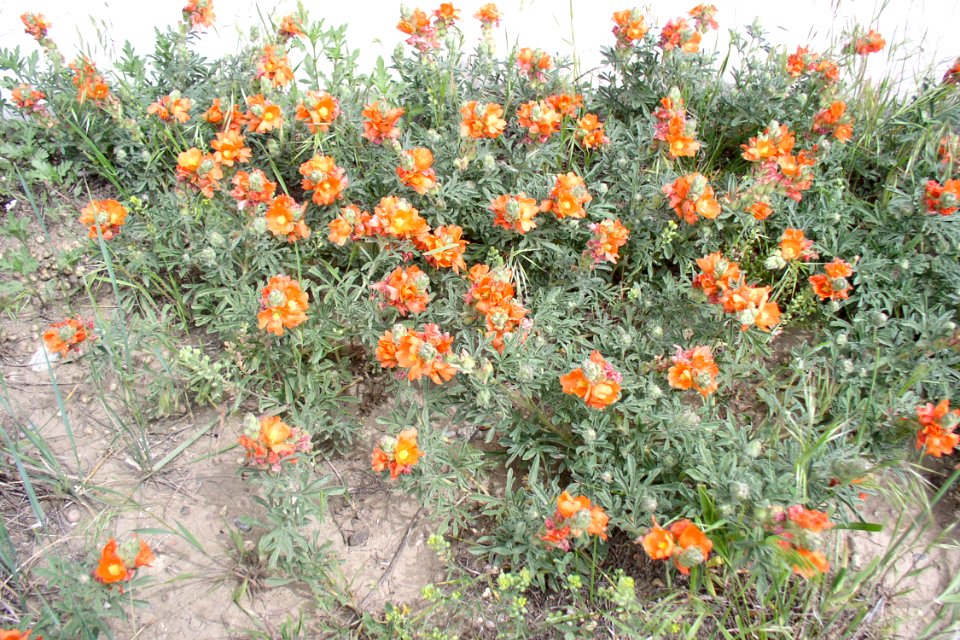 Flowers34.tif