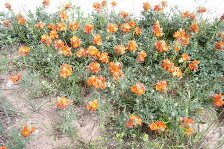 Flowers34.tif