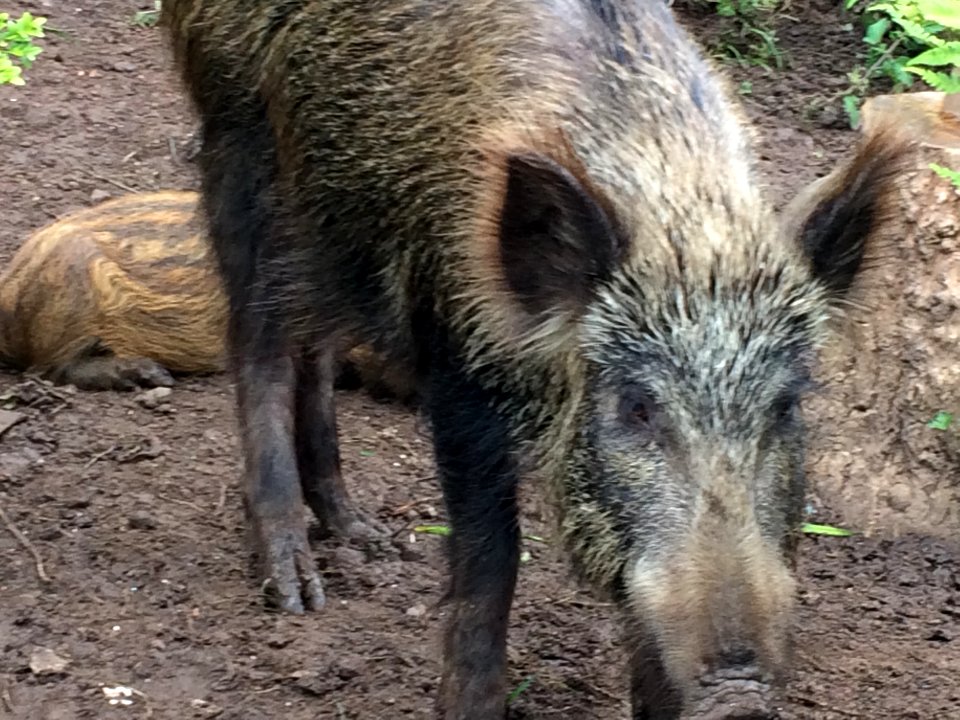 Mummy Wild Boar guarding its piglet in the Forest of Dean