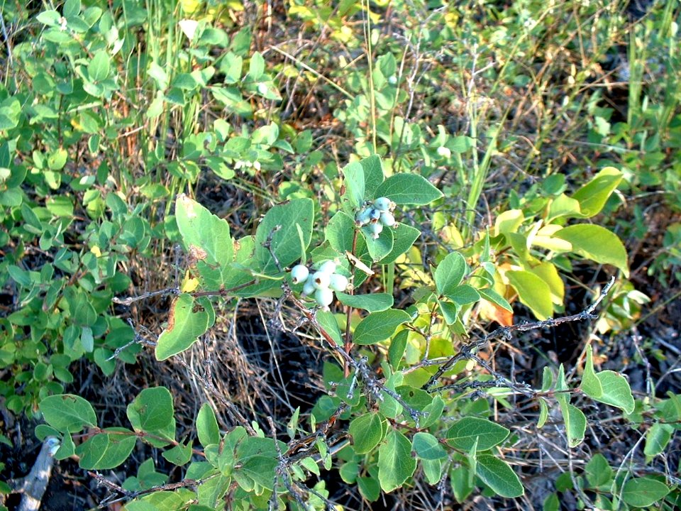 Plants OB 149