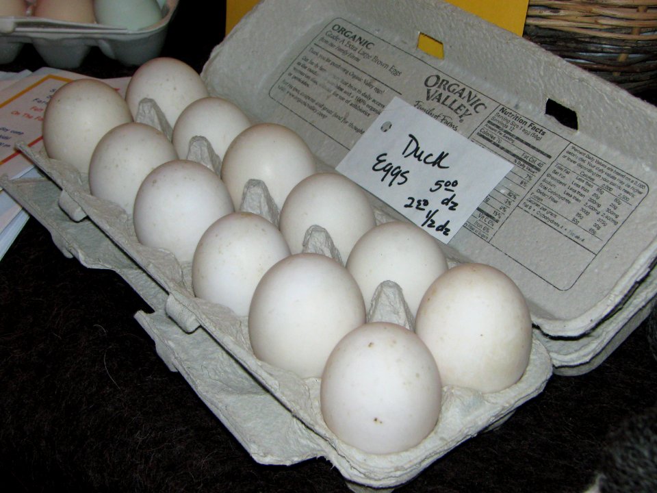 livestock SH01