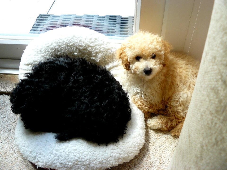 Little pups - Jasper and Dylan