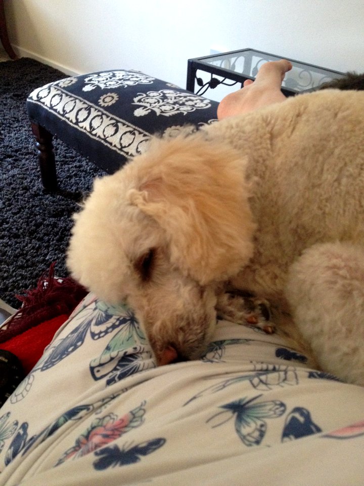 Sleepy Dylan resting on his mum