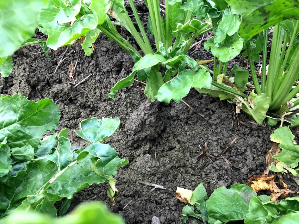 conservationtillage166