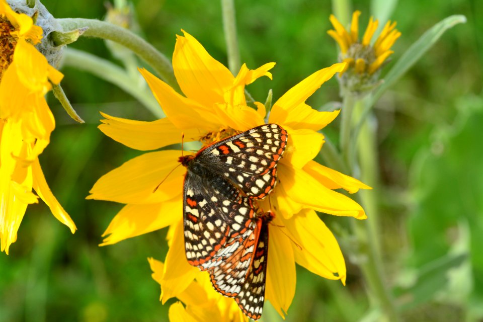 Pollinators0035