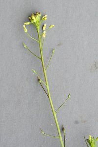 Plants OB 377