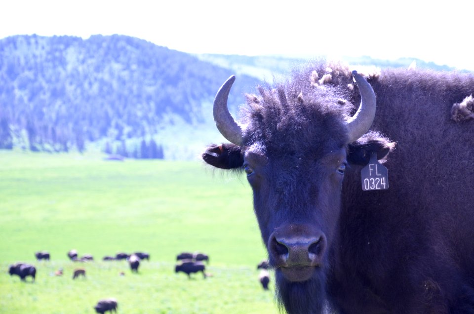 Livestock NR 135