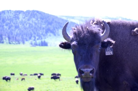 Livestock NR 135