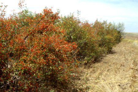 Windbreaks19.tif photo